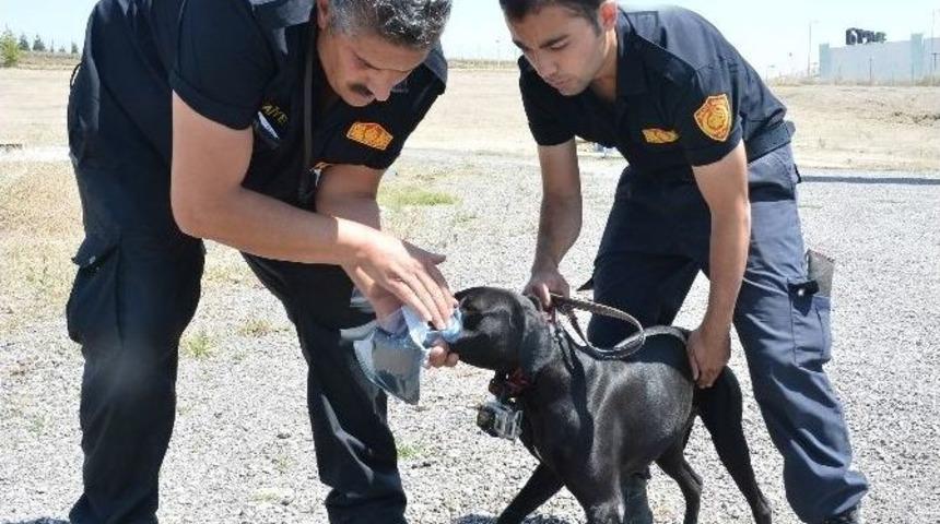Sokakta Bulundu, K-9 Timi&rsquo;nin G&ouml;z Bebeği Oldu