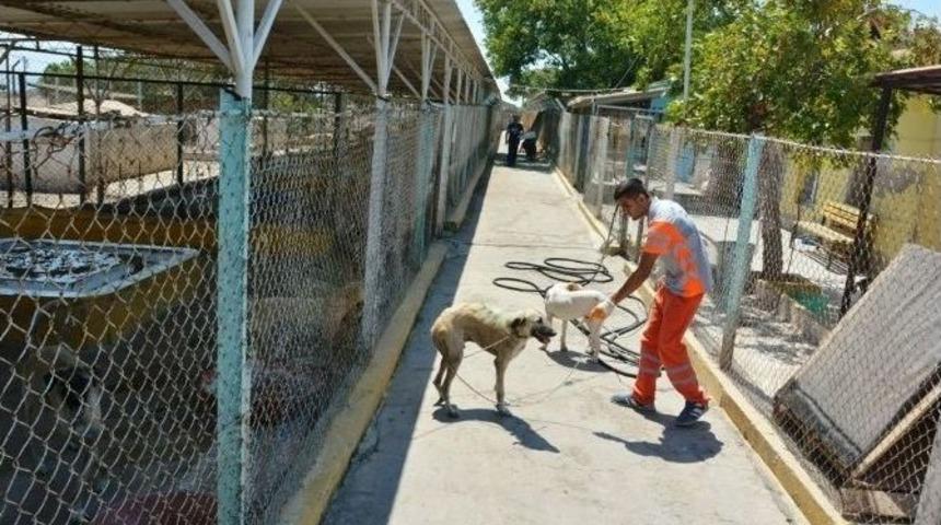 Ayvalık Belediyesi&rsquo;nden Sokak K&ouml;peklerine Şefkat Eli