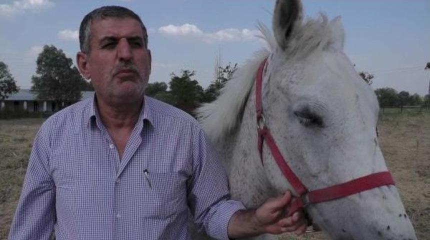 Muş Ovası'ndan Hipodroma