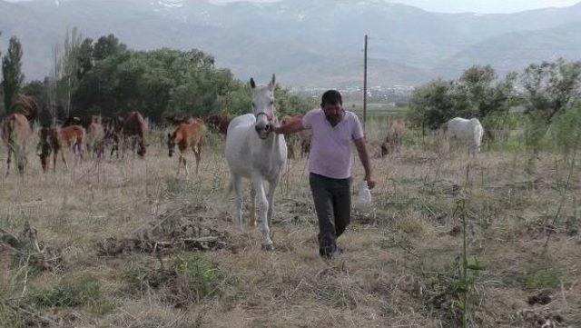 Muş Ovası'ndan Hipodroma