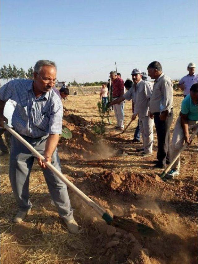 Suruç'ta Sgdf'li Gençler Anısına Orman