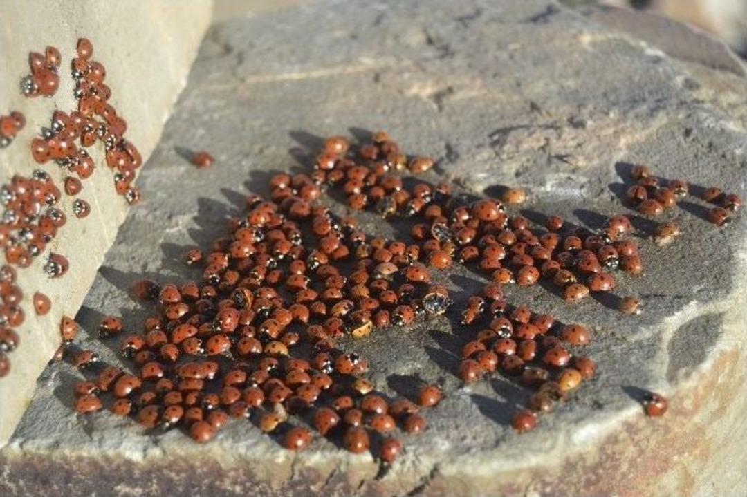 T&uuml;rkiye&rsquo;nin En Uğurlu Festivali