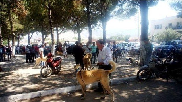 Sarıgöl’de Çoban Köpeği Güzellik Yarışması Yapıldı