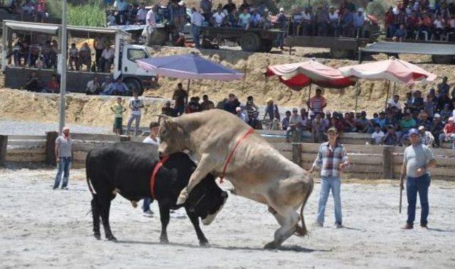 Germencik'te Mehterli Boğa Güreşi