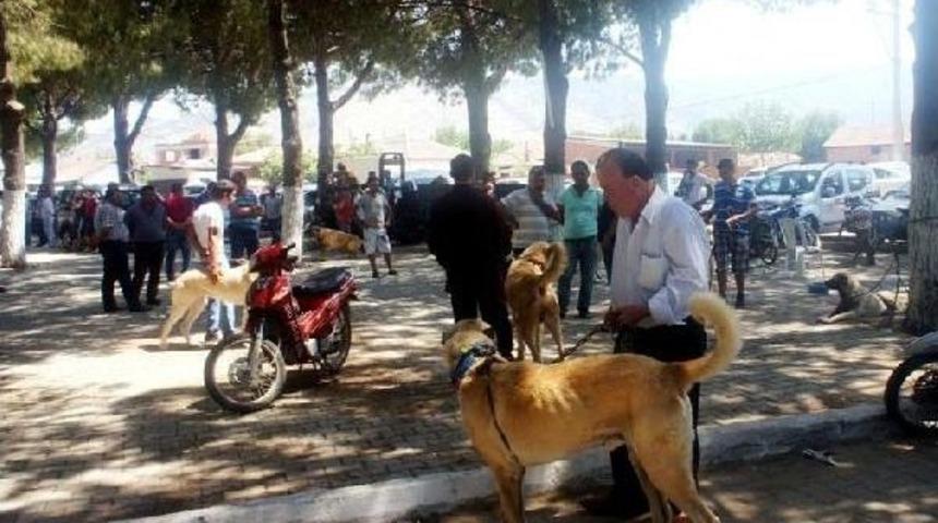Sarıg&ouml;l'de &Ccedil;oban K&ouml;pekleri Yarıştı