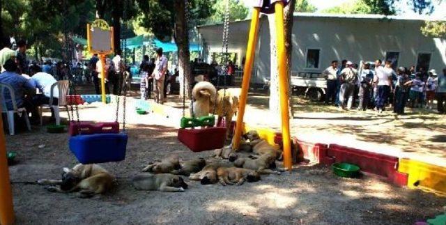 Sarıgöl'de Çoban Köpekleri Yarıştı