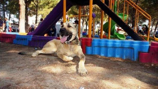 Sarıgöl'de Çoban Köpekleri Yarıştı