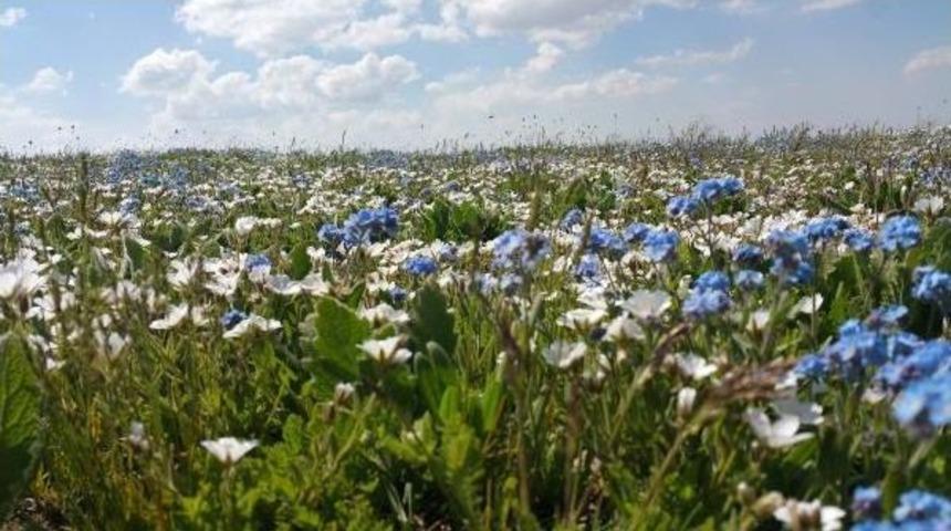Kurtik Dağı'nda Karlar Eridi, &Ccedil;i&ccedil;ekler &Ccedil;ıktı