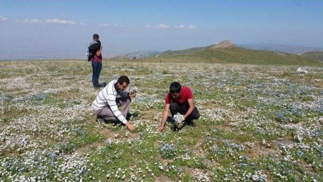 Kurtik Dağı'nda Karlar Eridi, Çiçekler Çıktı