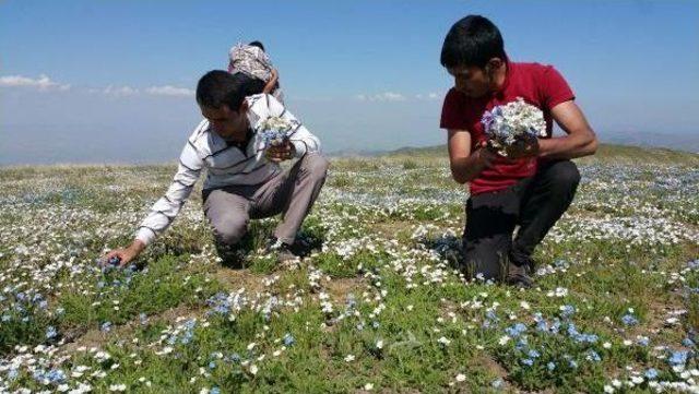 Kurtik Dağı'nda Karlar Eridi, Çiçekler Çıktı