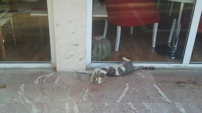 Aydın&rsquo;da Sıcak Havalar Hayvanları Da Etkileri