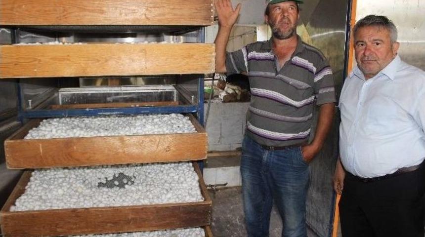 Yenipazar İpek &Uuml;retim Merkezi Haline Geliyor