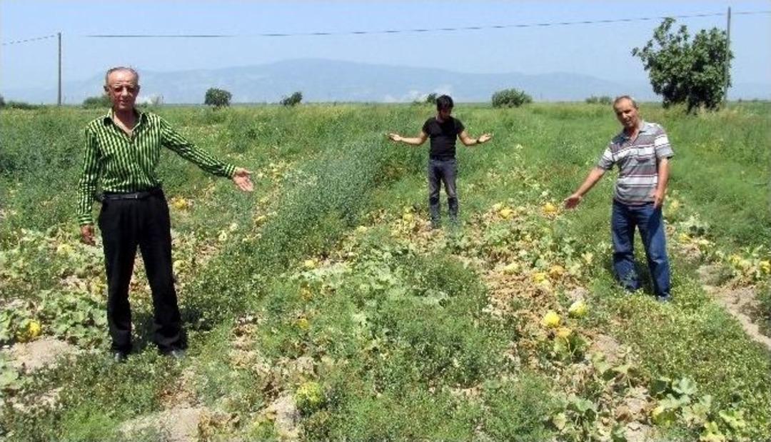 Kavun &Uuml;reticisinin Ağzının Tadı Yok