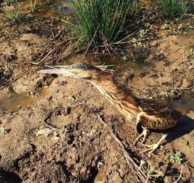 Tedavi Ettirdiği 'küçük Balabanı' Doğal Ortamına Bıraktı