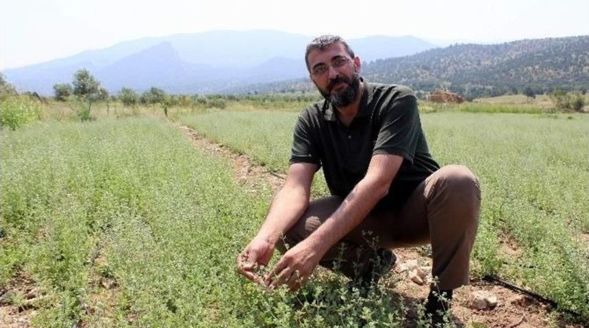 Arap &Uuml;lkelerinin Vazge&ccedil;ilmezi &lsquo;zahter&rsquo; Eskişehir&rsquo;den T&uuml;rk Sofralarına Taşınıyor