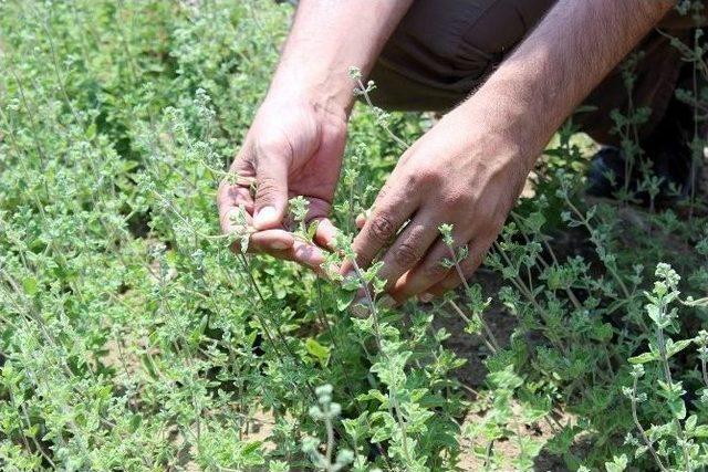 Arap Ülkelerinin Vazgeçilmezi ‘zahter’ Eskişehir’den Türk Sofralarına Taşınıyor