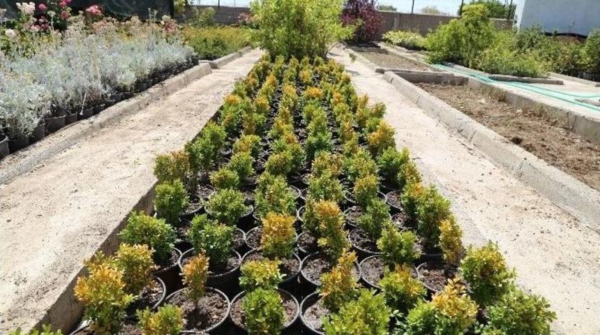 Belediye Serası Kırklareli&rsquo;ni Yeşillendiriyor