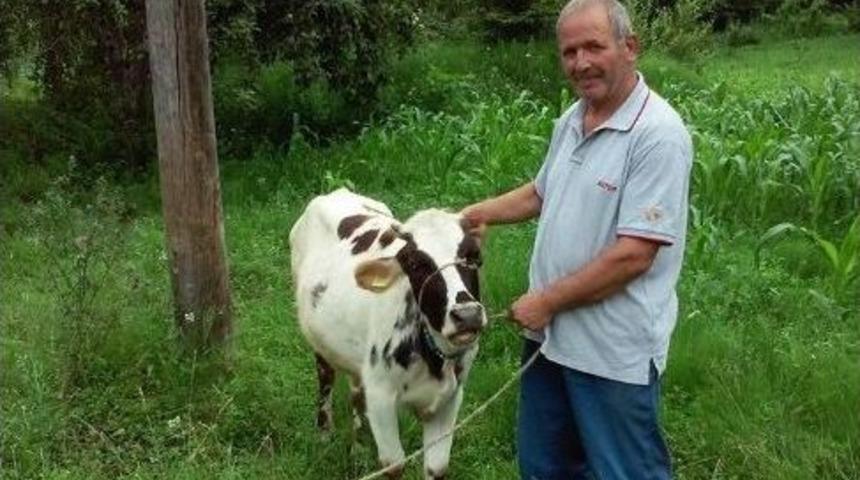 Domuza Tuzağına Takılan İnek Boğuldu