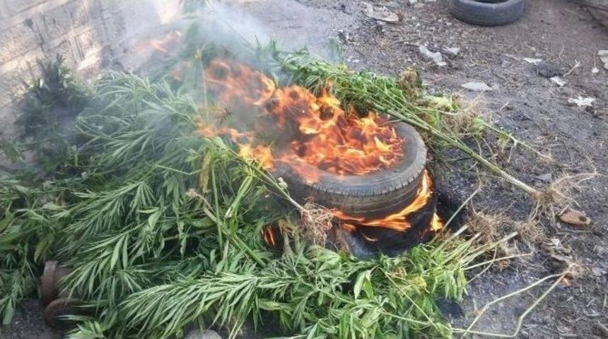 Seydikemer&rsquo;de 10 Kilo Esrar Yakalandı