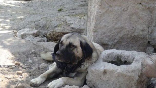 Köpeği Ve Gelini Bayıltan Peçeli Kadın Evi Soydu