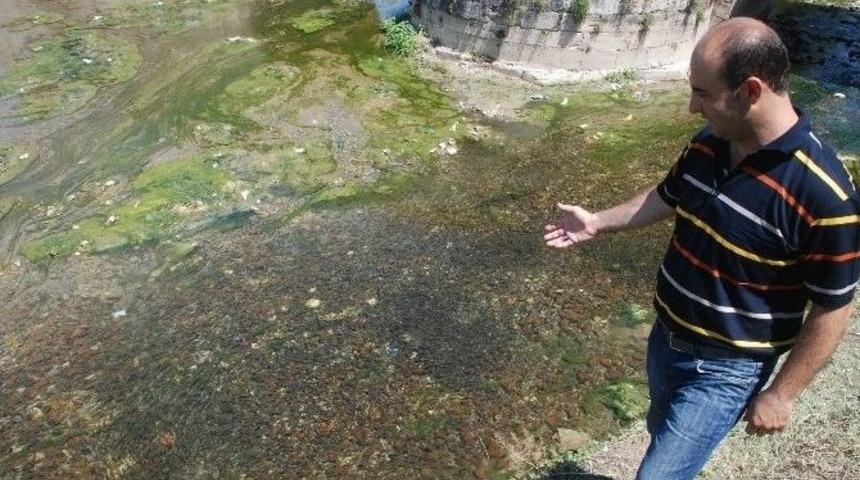 Yeşilırmak&rsquo;a Yavru Balık Akını