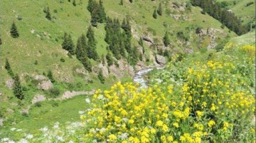 7 Ülkeden Bin 200 Kişi Anzer Balı Bekliyor