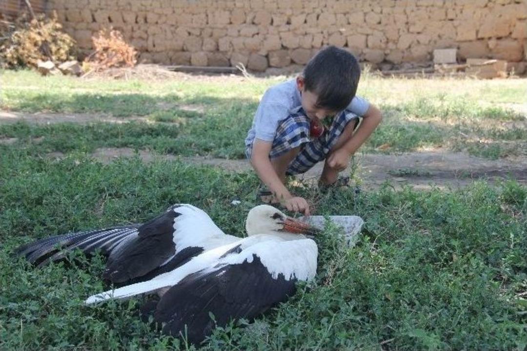 Yaralı Bulunan Leylek Tedavi Altına Alındı