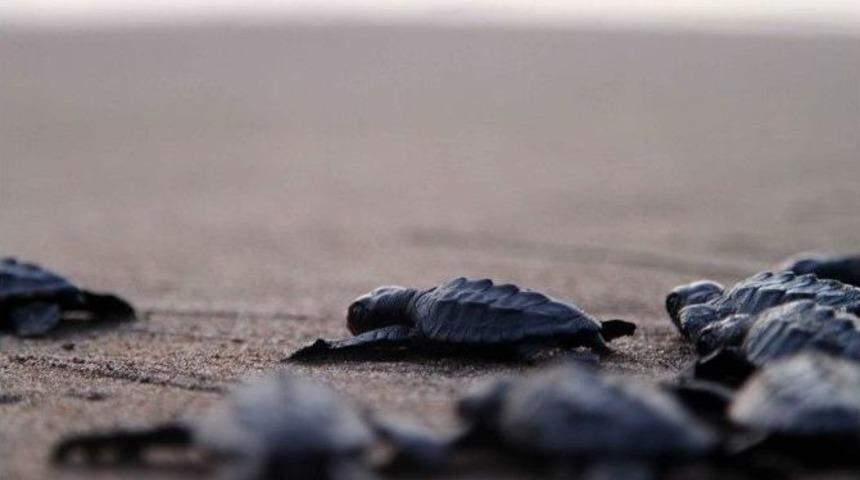 Yavru Carettalar Denizle Buluştu