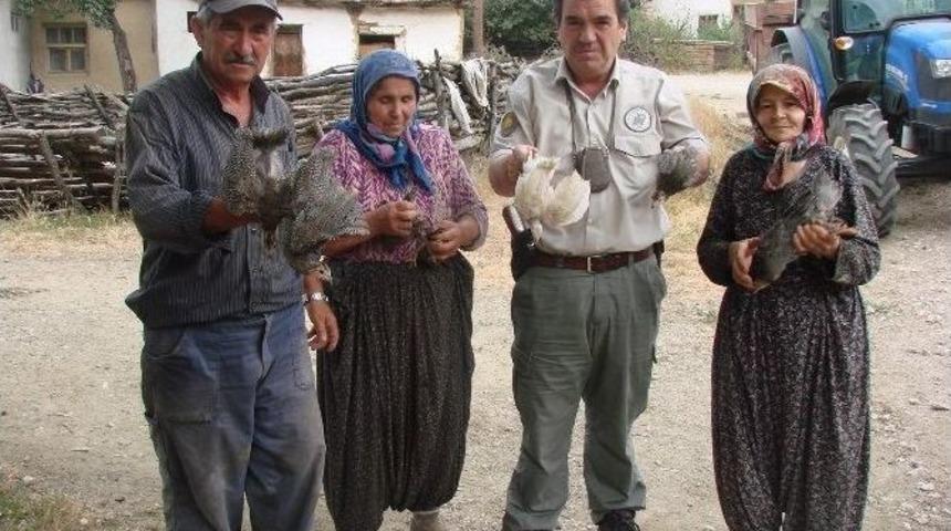 Bilecik&rsquo;te Kene Avı İ&ccedil;in K&ouml;yl&uuml;lere &Uuml;cretsiz 200 Be&ccedil; Tavuğu Dağıtıldı