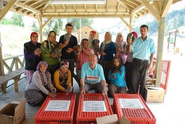 Bilecik’te Kene Avı İçin Köylülere Ücretsiz 200 Beç Tavuğu Dağıtıldı