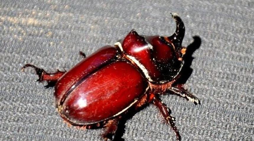 Gergedan Böcekleri Doğaya Salındı