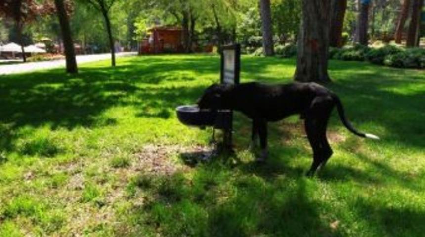 Sıcak Havalarda Hayvanlara Da Su Verilmeli