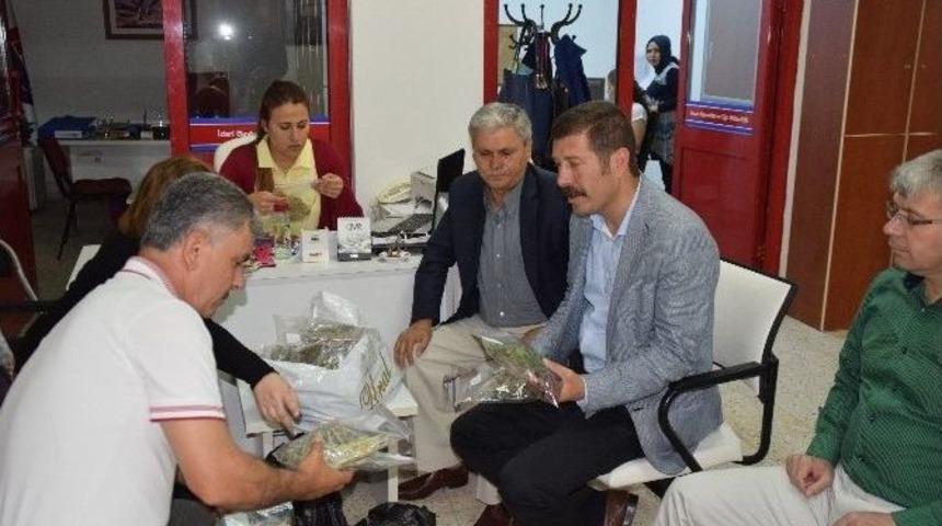 Sındırgı’da Yeni Geçim Kaynağı Tıbbi Ve Aromatik Bitkiler