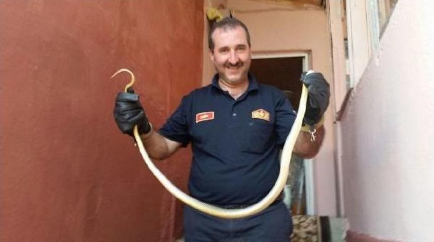 Eve Giren Yılanı Itfaiye Ekibi Yakaladı