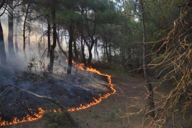 Soma'da Orman Yangını (2)