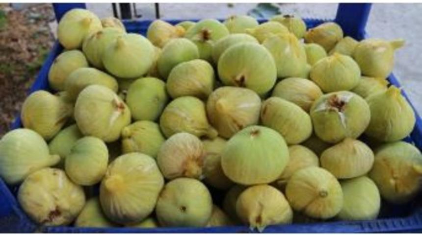 Mut&rsquo;ta İncir Hasadı Başladı