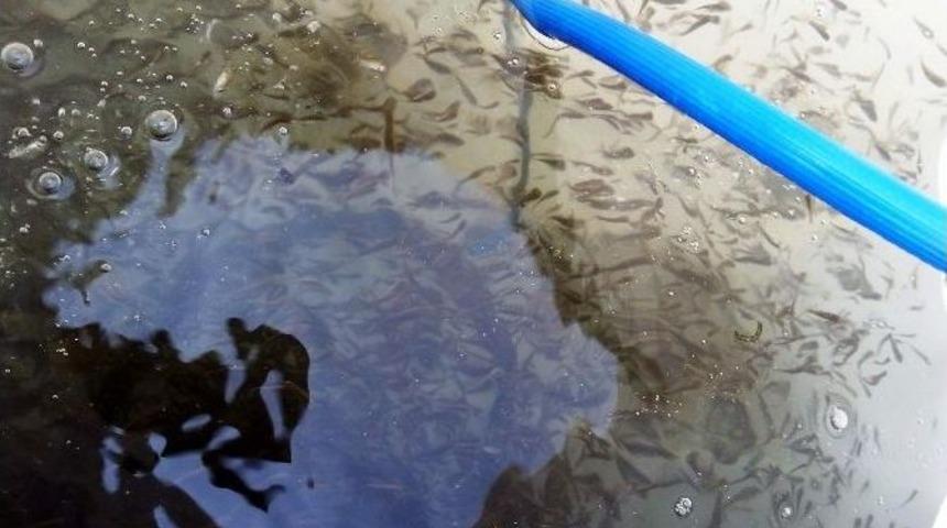 265 Bin Sazan Yavrusu G&ouml;letlere Bırakıldı