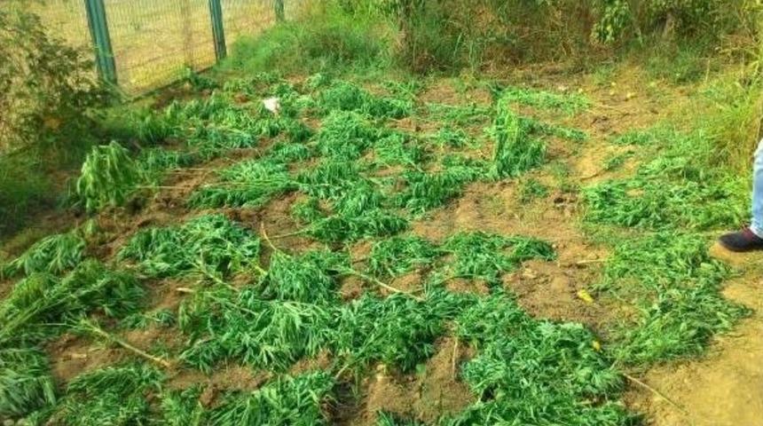 Bursa'da 17 Kilo Esrar Ele Ge&ccedil;ti