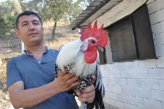 'özgür Tavuklar'ın Yumurtasını 'gagak' Markasıyla Sofraya Taşıdı