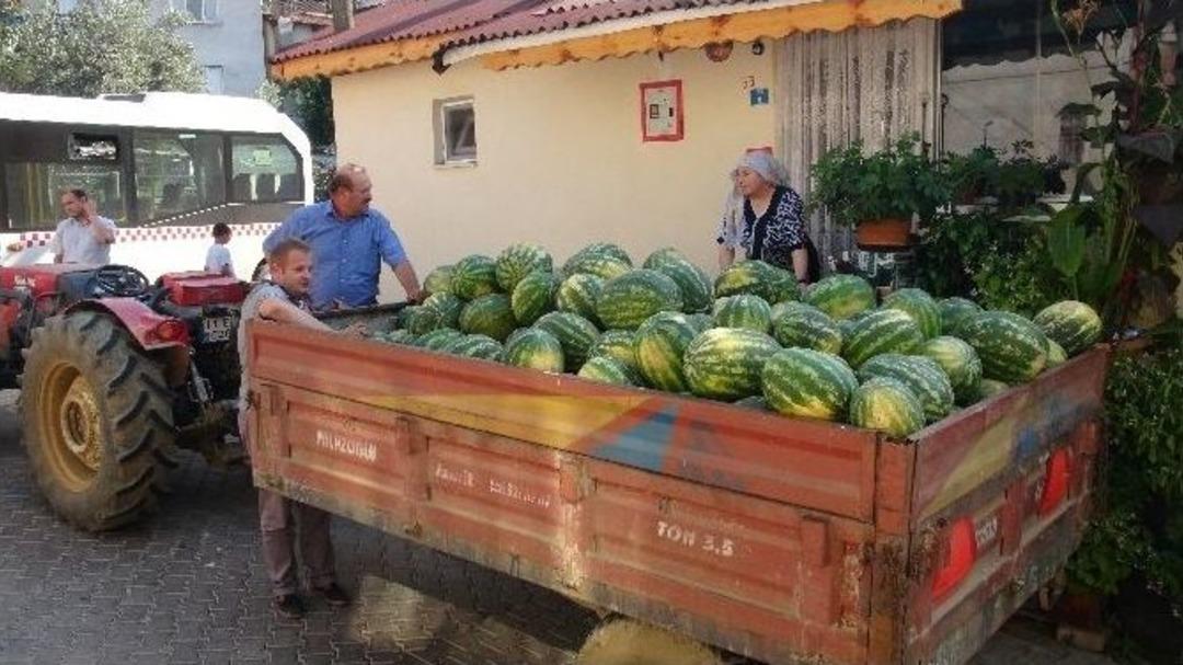 B&uuml;t&uuml;n K&ouml;y Bedava Karpuza Doydu