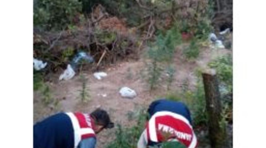 Kocaeli&rsquo;de Kenevir Tarlasına Operasyon: 5 G&ouml;zaltı