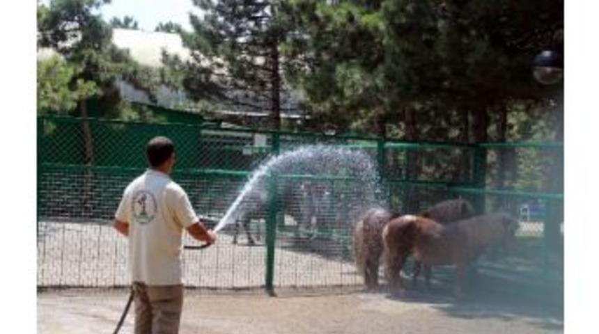 Sıcaktan Bunalan Hayvanları Su İle Serinletiyorlar