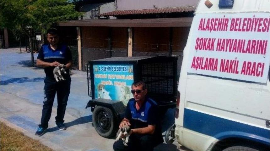 Belediyenin Şefkat Eli Sokak Hayvanlarına Da Uzandı