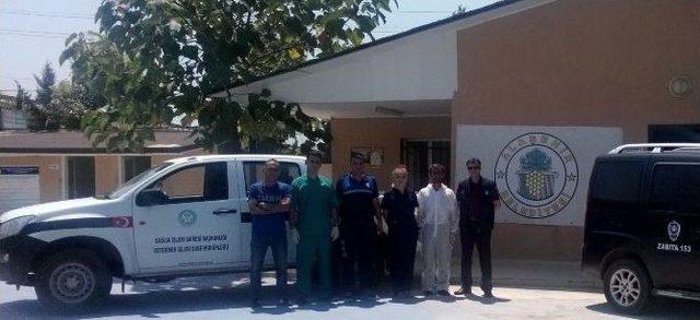 Belediyenin Şefkat Eli Sokak Hayvanlarına Da Uzandı