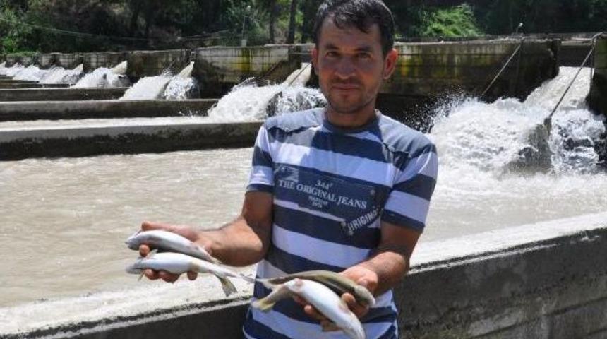 &Ccedil;ameli'de Taşkın Nedeniyle Balık &Ccedil;iftliklerinde 250 Bin Balık Telef Oldu