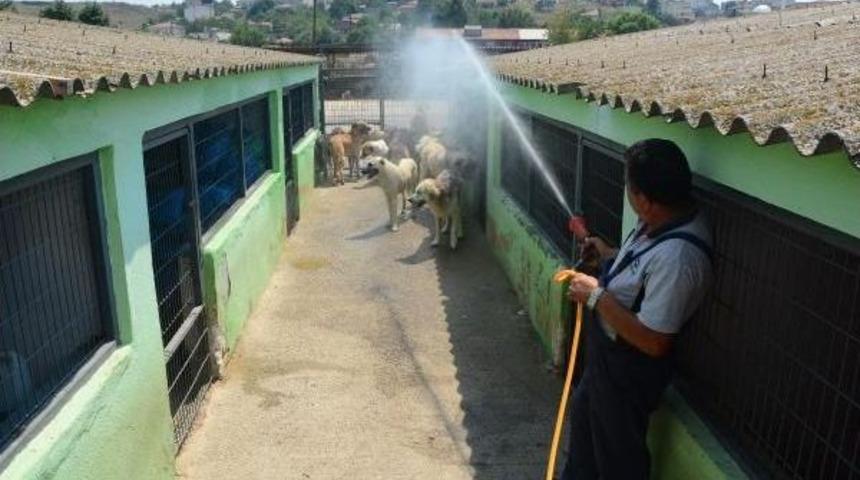 &Ccedil;orlu&rsquo;Da Barınaktaki K&ouml;peklere Hortumlu Serinlik