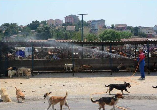 Çorlu’Da Barınaktaki Köpeklere Hortumlu Serinlik