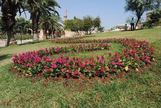 Şanlıurfa ‘büyükşehirle’ Çiçek Açıyor