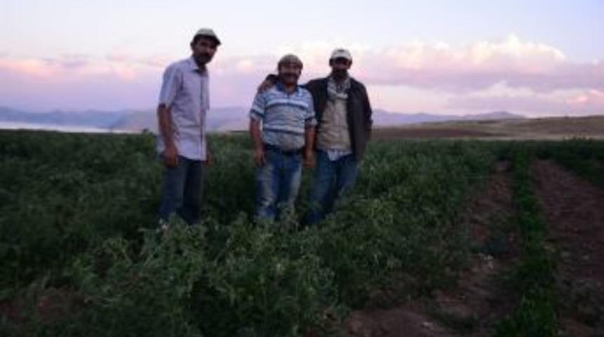 Tatvan&rsquo;da 100 Bin Ton Domates Elde Edilmesi Hedefleniyor