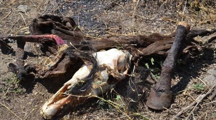 Nazilli Kaymakamı Okur&rsquo;dan At Eti A&ccedil;ıklaması